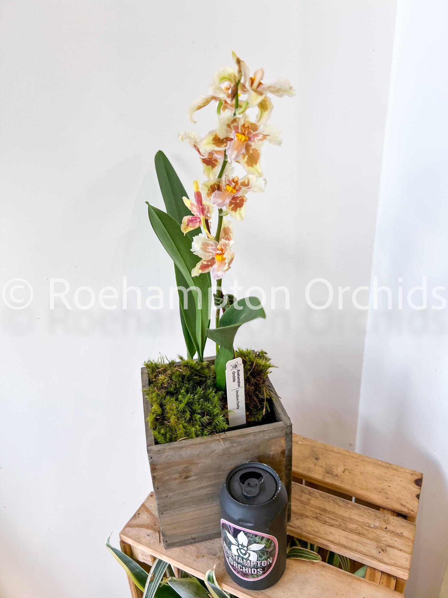 Best in Bloom Oncidium - Seasonal