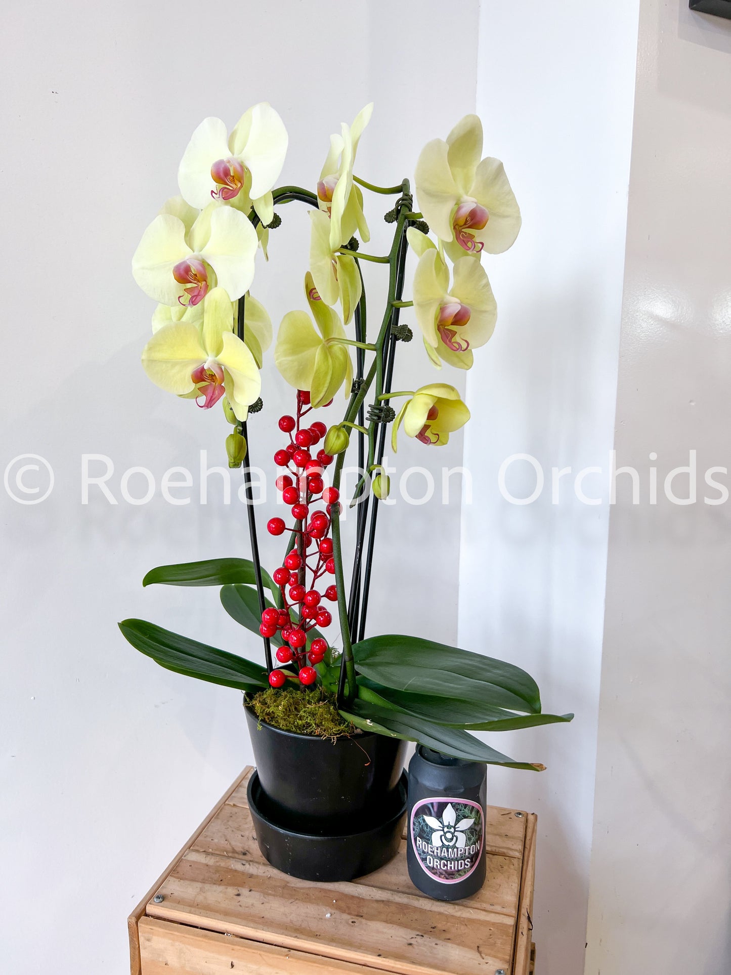 Featured Double Waterfall Phalaenopsis