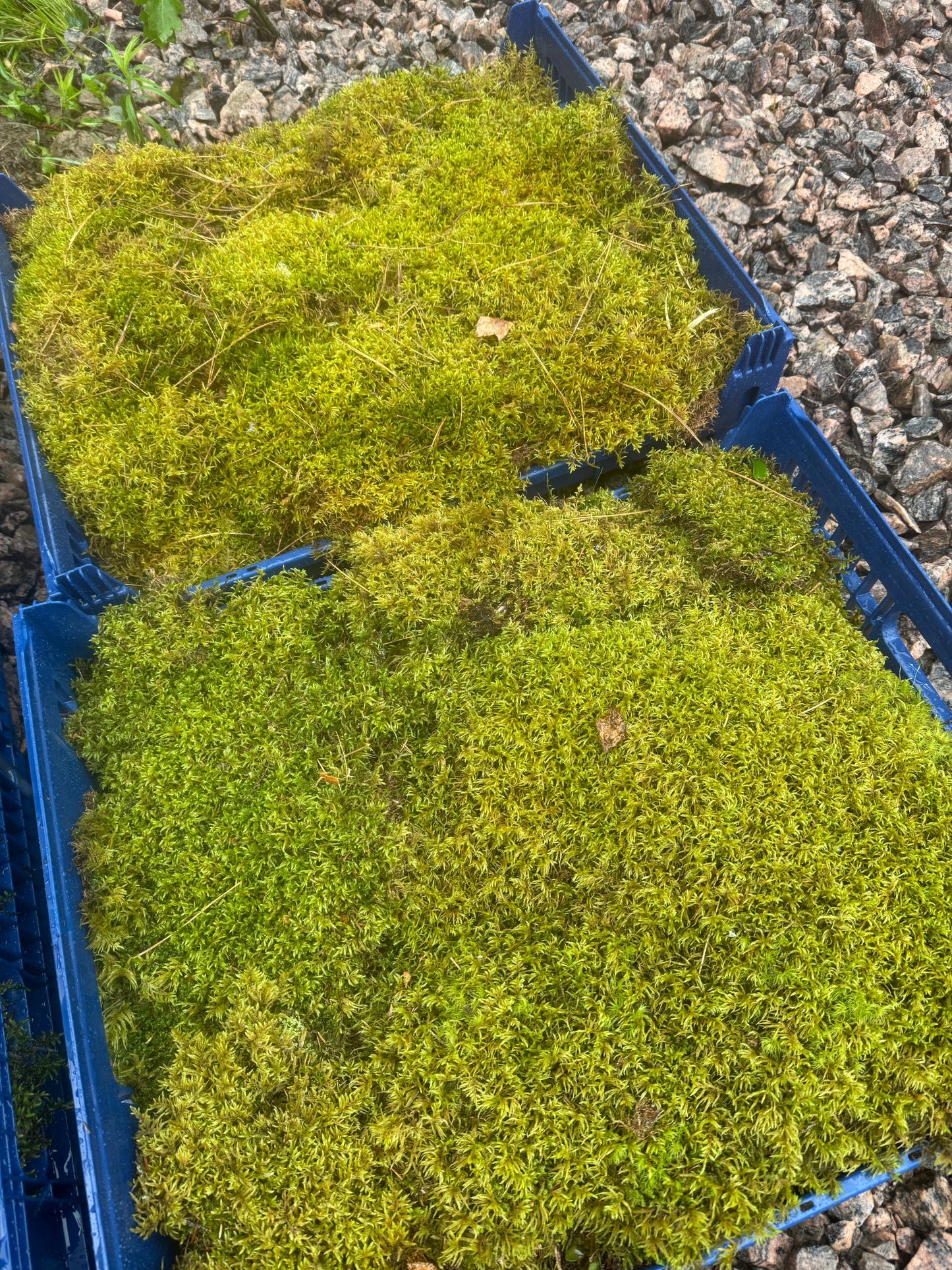 Natural Canadian Forest Moss - Revita-Moss (Pleurozium schreberi)