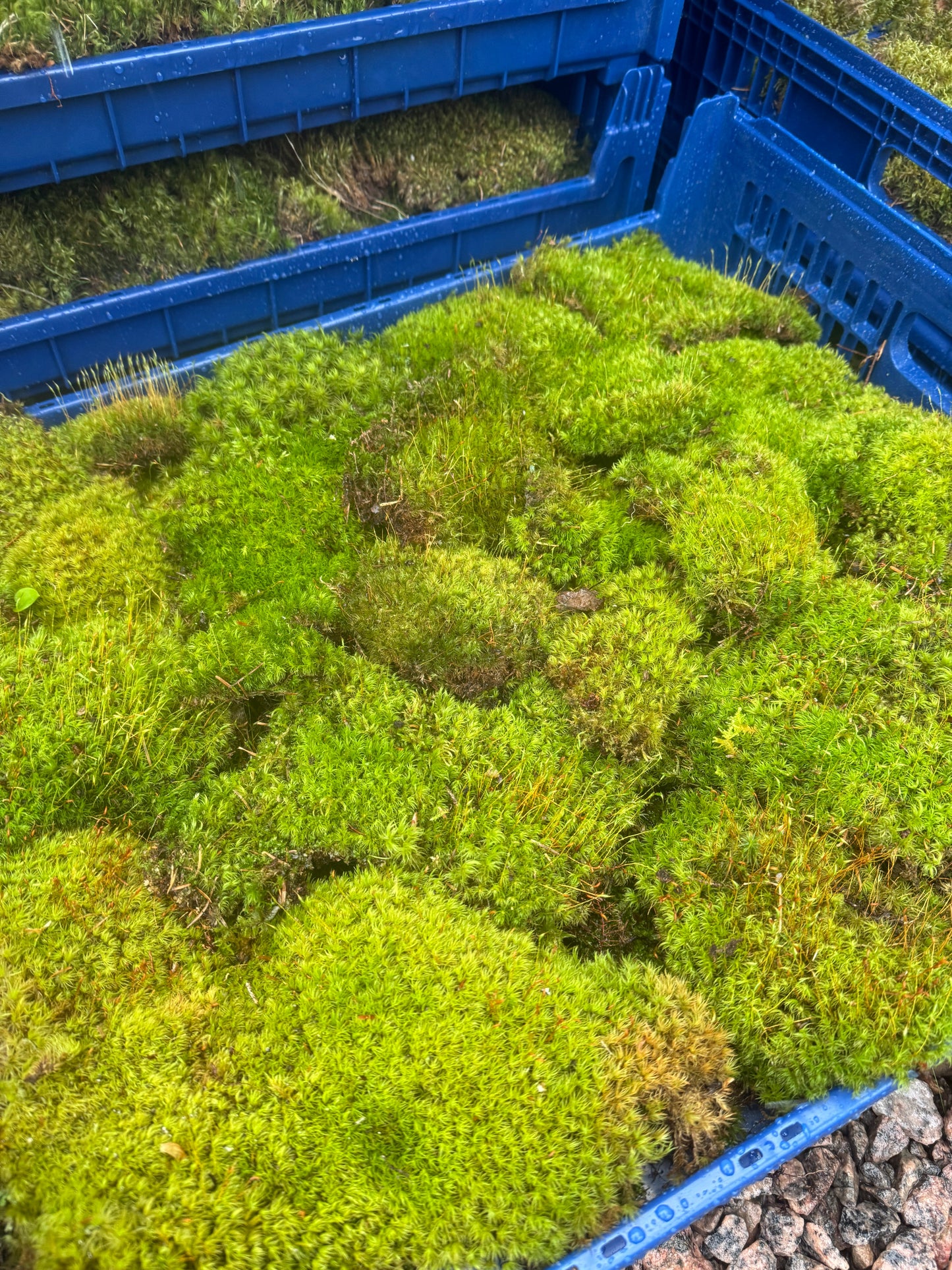 Mood Moss - Revita-Moss (Dicranum)