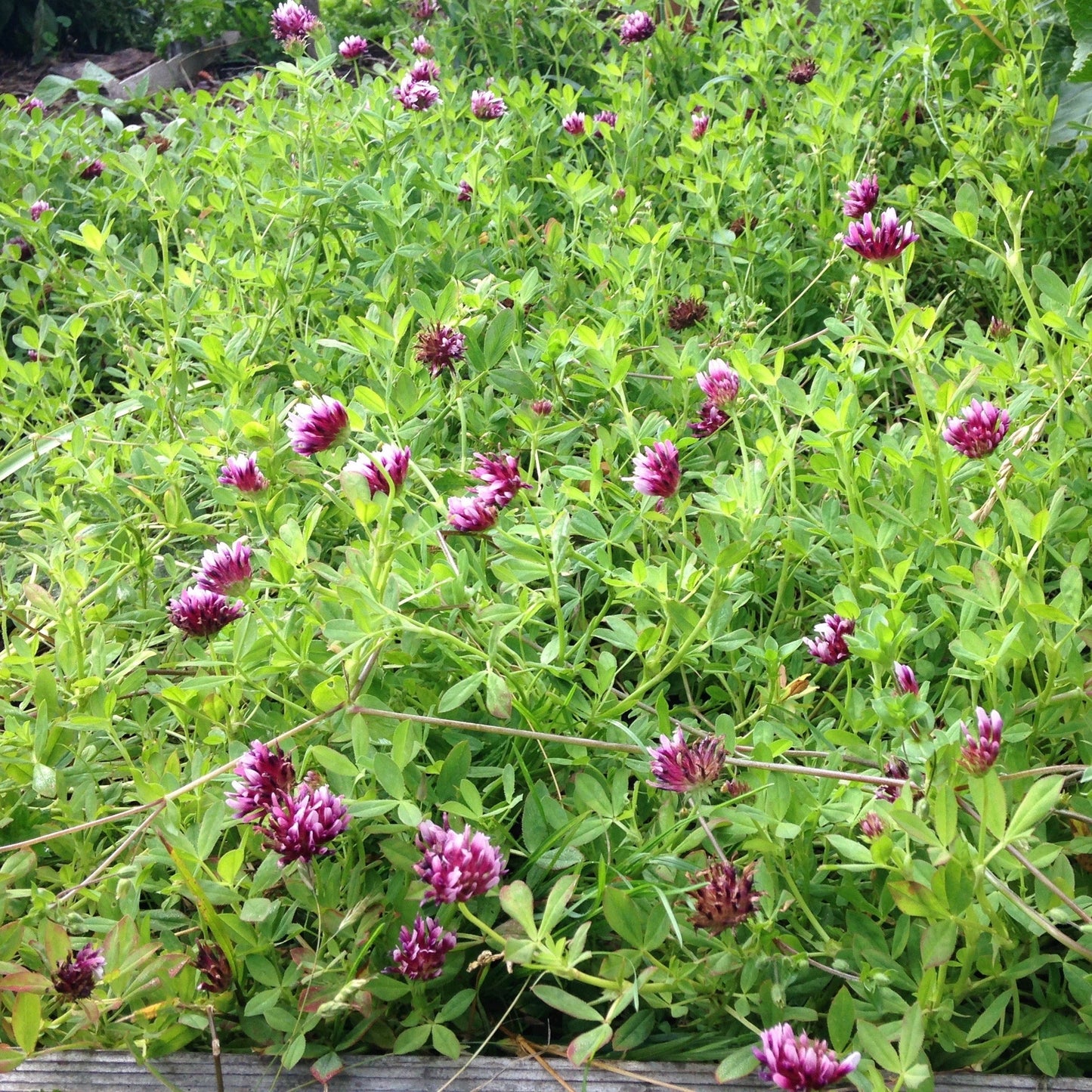 Springbank Clover (tkwla’i’shen)