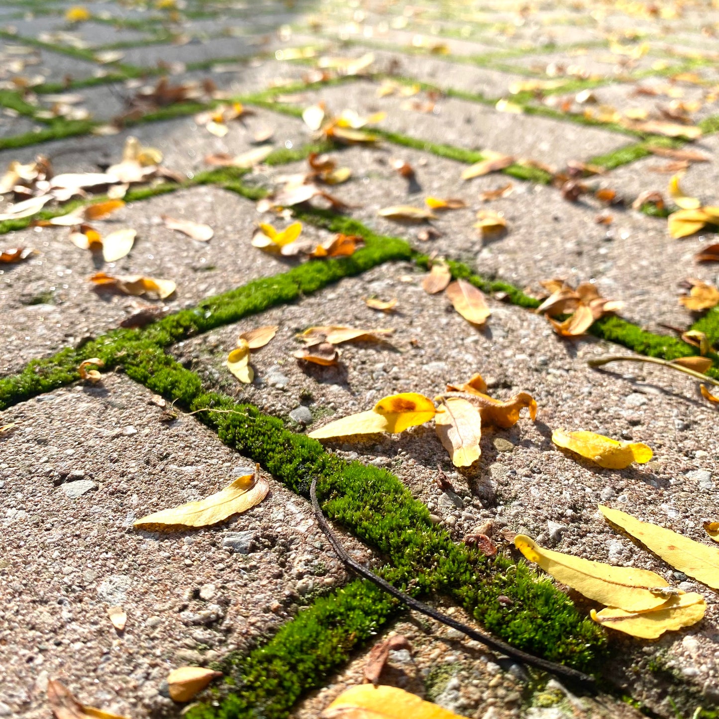 Mood Moss - Revita-Moss (Dicranum)