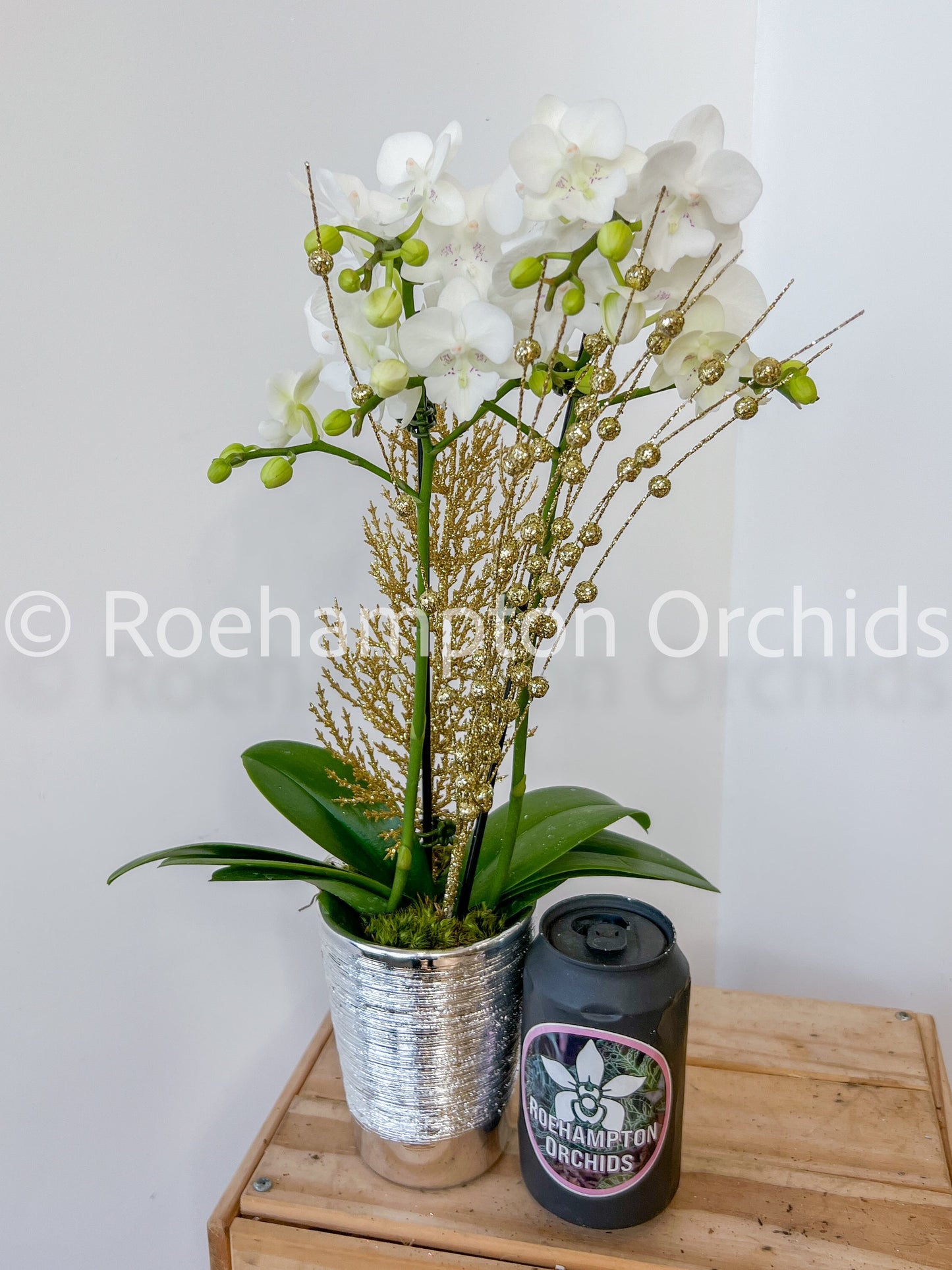 Enchanted Holiday Orchid