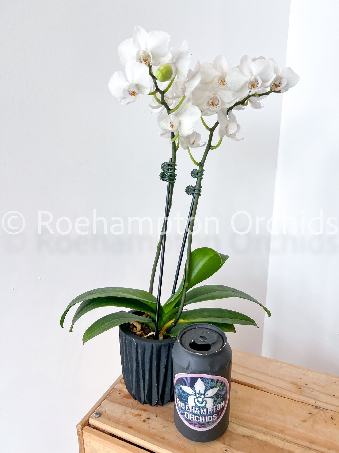(Small) Best in Bloom Phalaenopsis