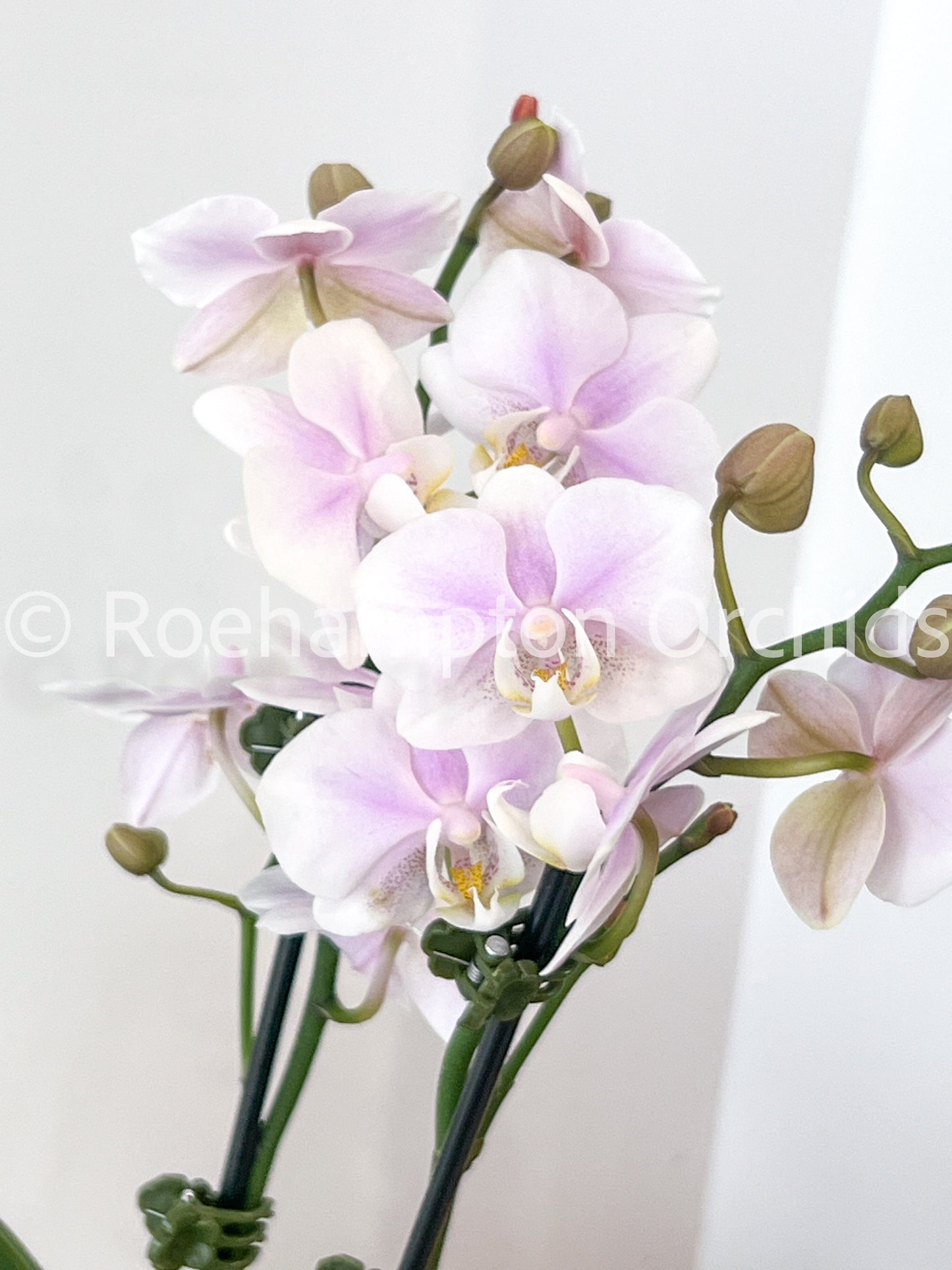 (Small) Best in Bloom Phalaenopsis