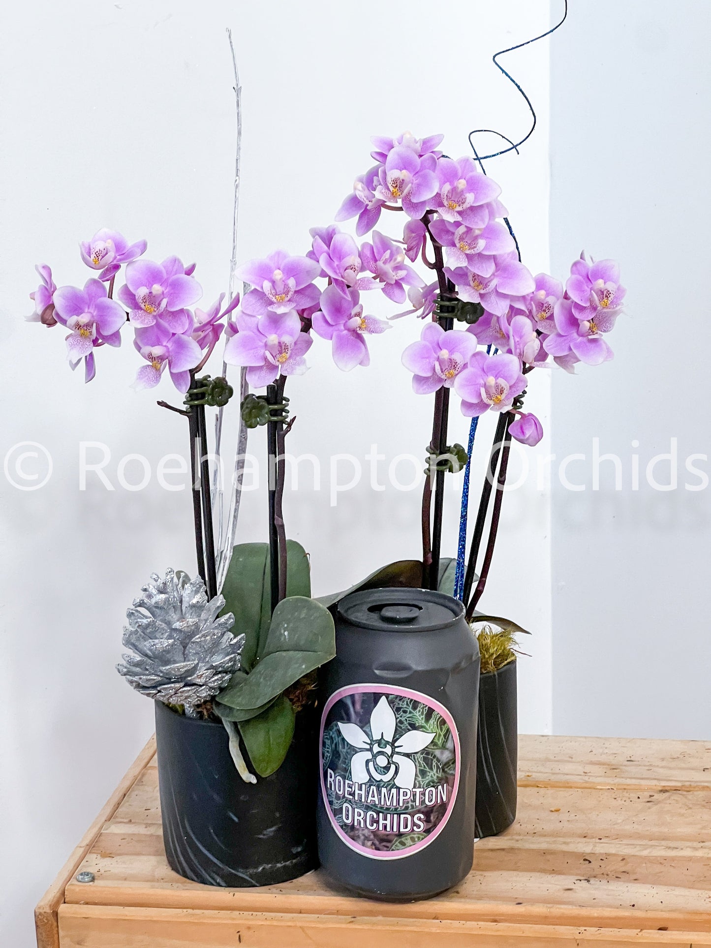 Miniature Holiday Orchid