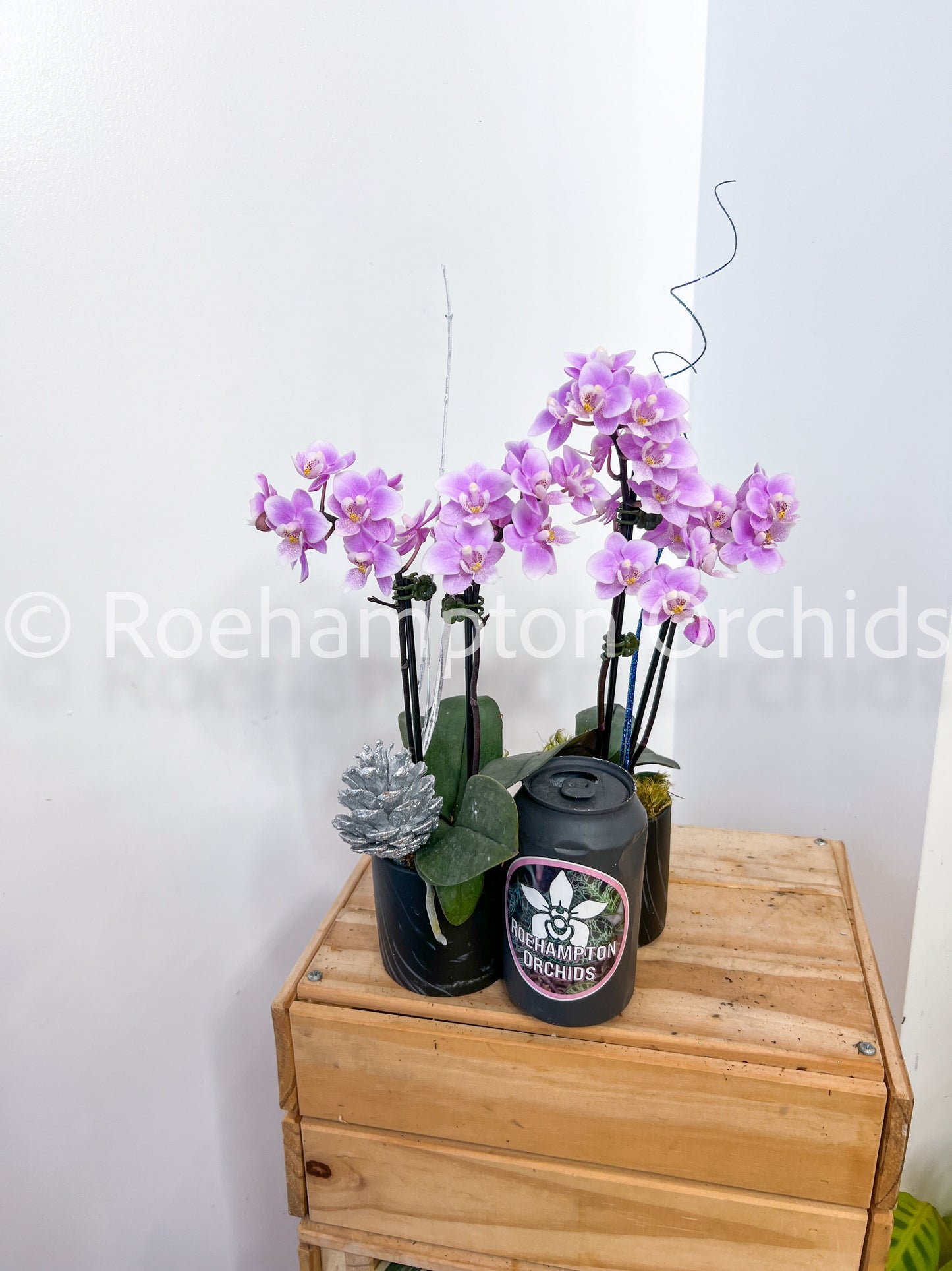 Miniature Holiday Orchid