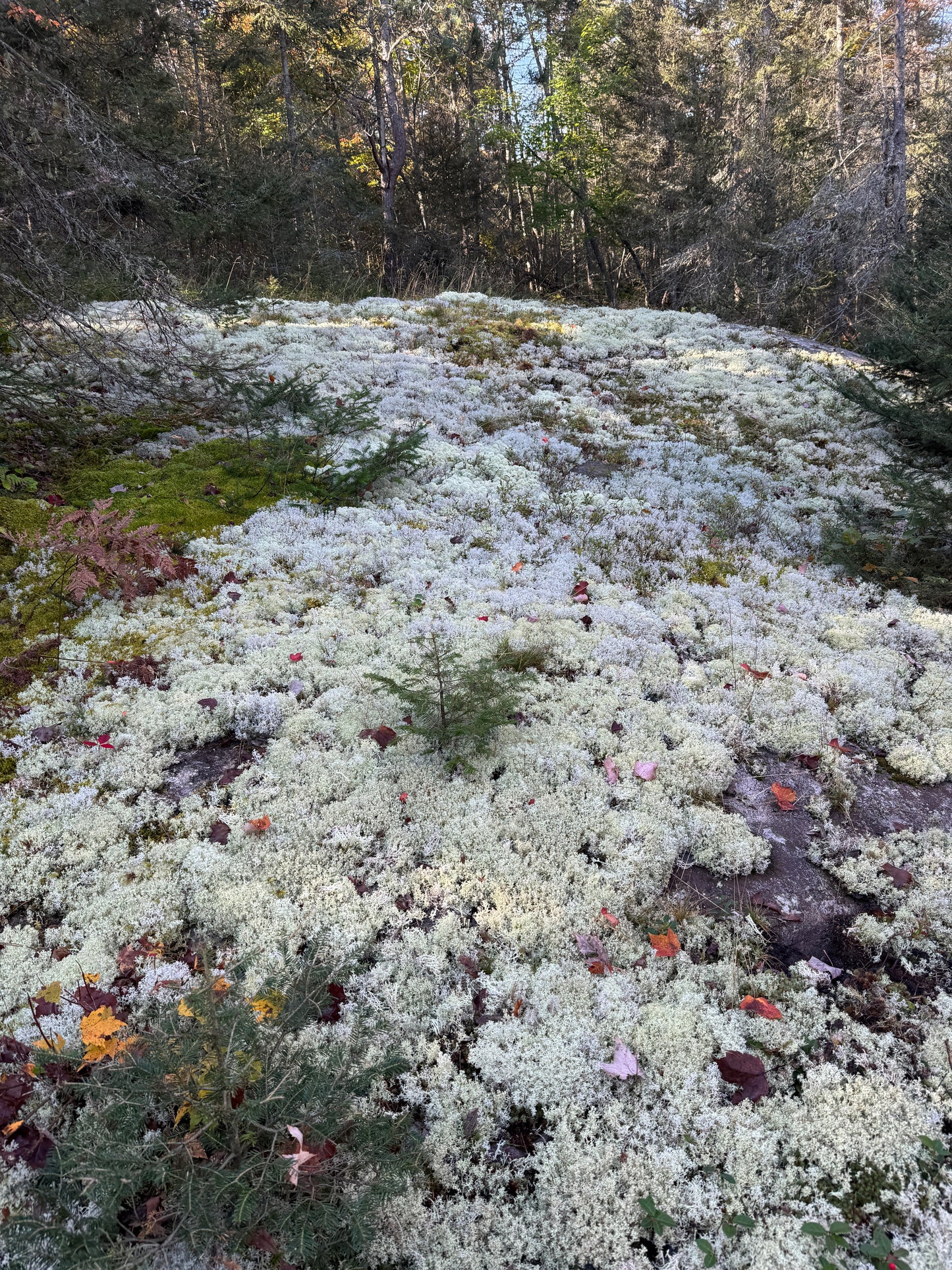 Lichen - Revita-Moss (Cladonia arbuscula)