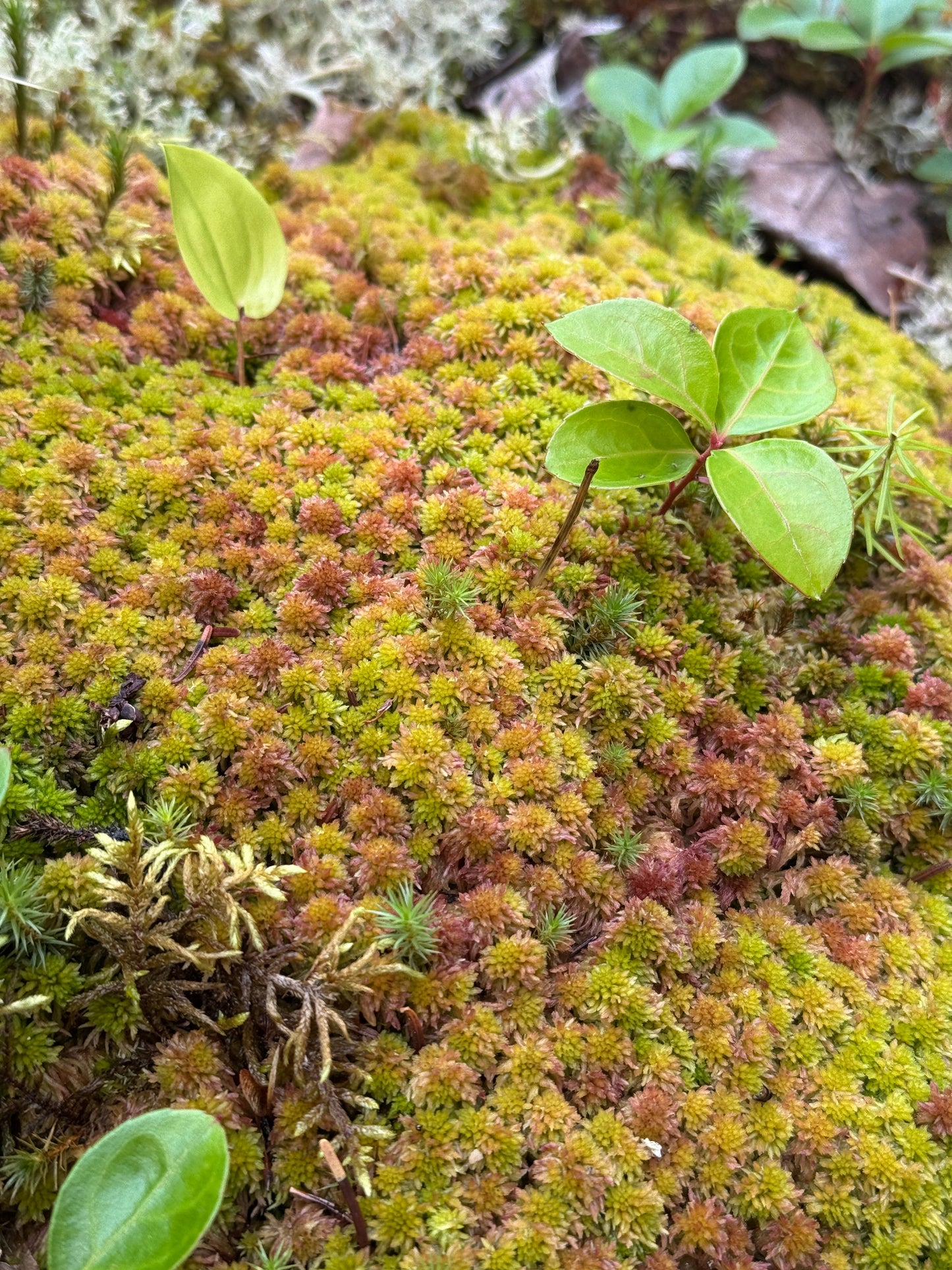 Natural Canadian Sphagnum Moss - Revita-Moss