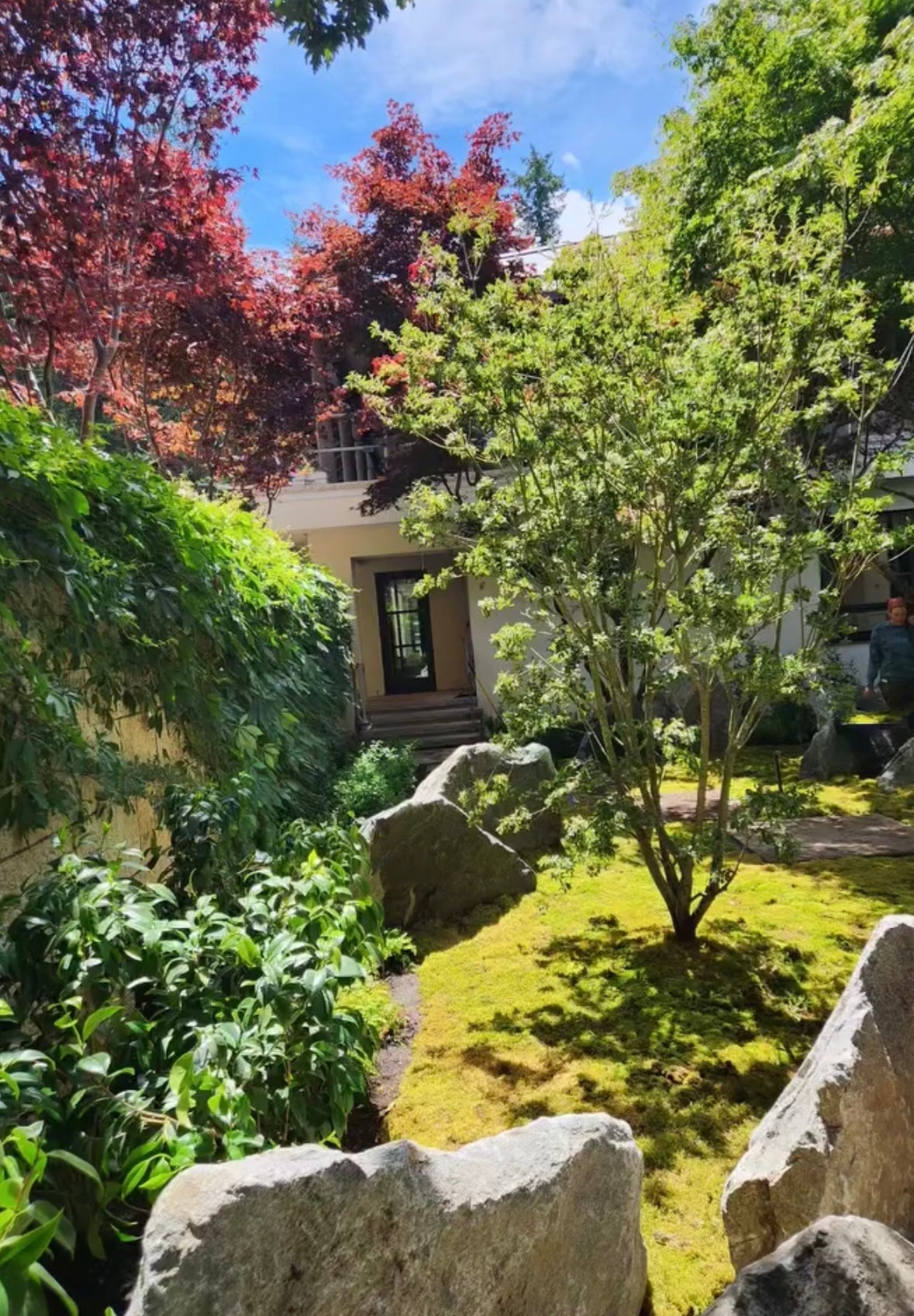 Mood Moss - Revita-Moss (Dicranum)