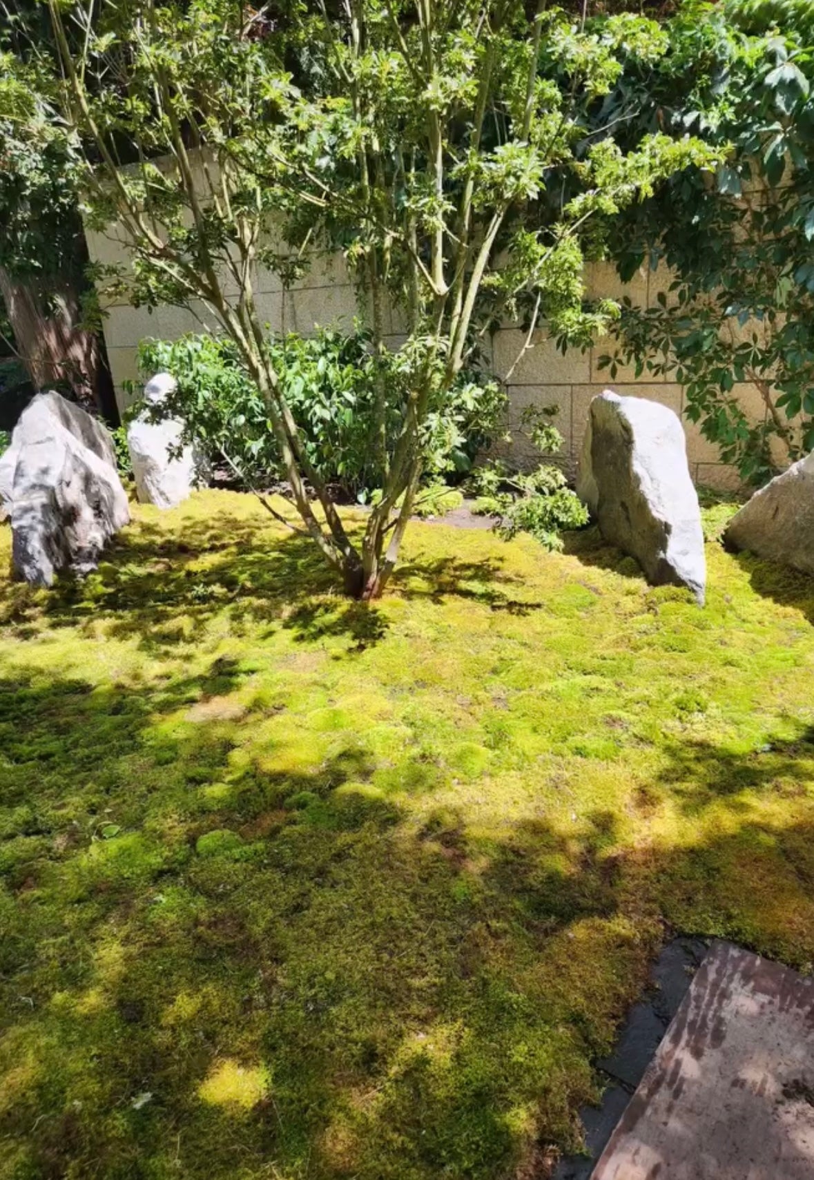 Mood Moss - Revita-Moss (Dicranum)