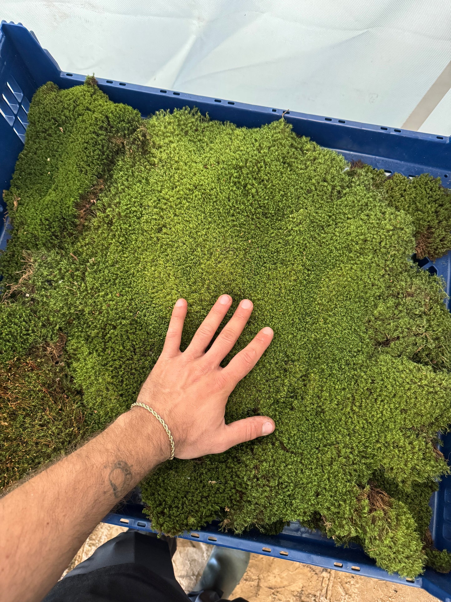 Mood Moss - Revita-Moss (Dicranum)