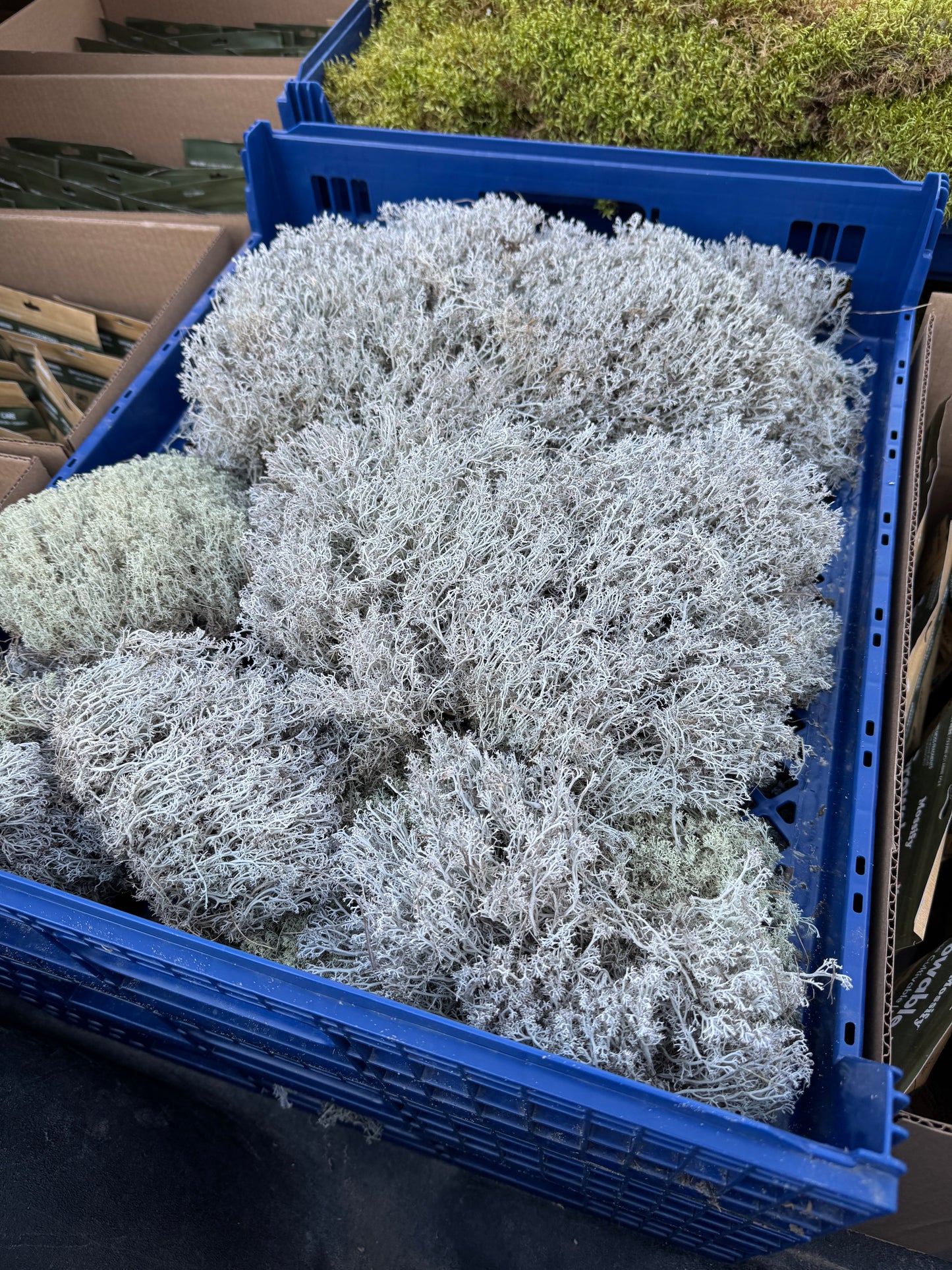 Lichen - Revita-Moss (Cladonia arbuscula)