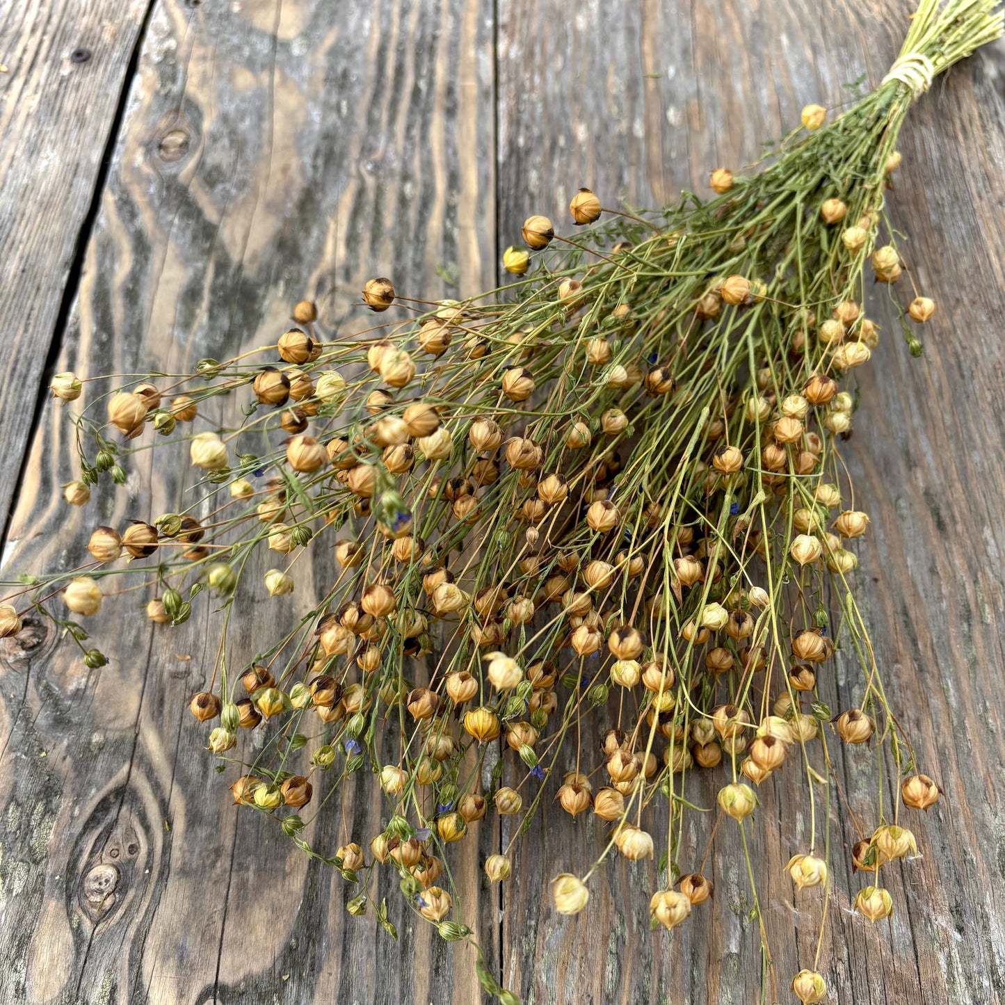 Flax Spray