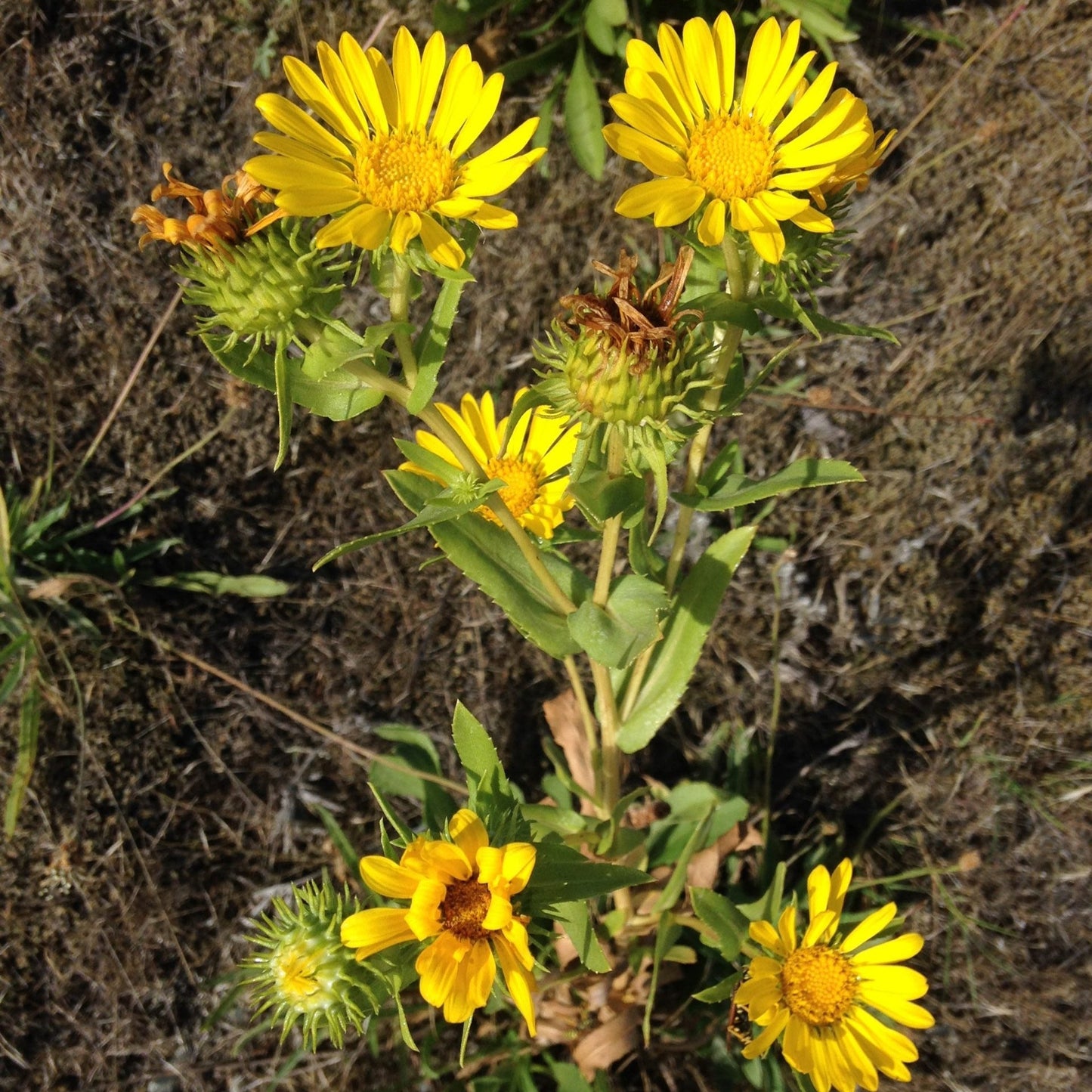 Oregon Gumweed