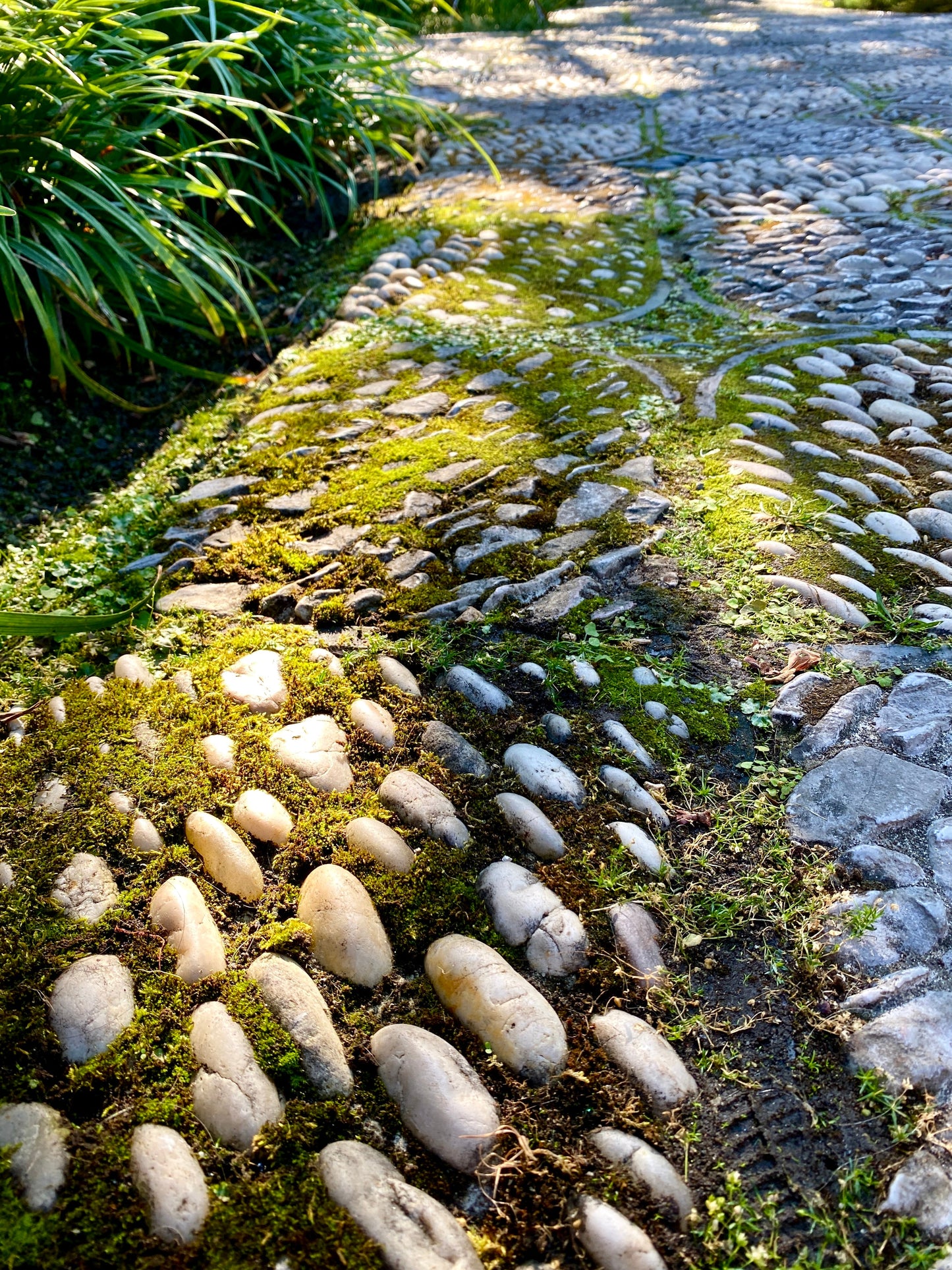 Mood Moss - Revita-Moss (Dicranum)