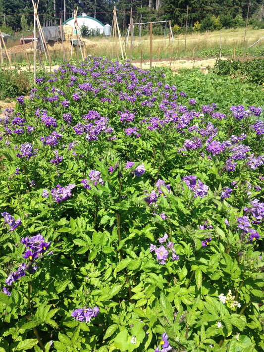 Orozco Seed Potatoes