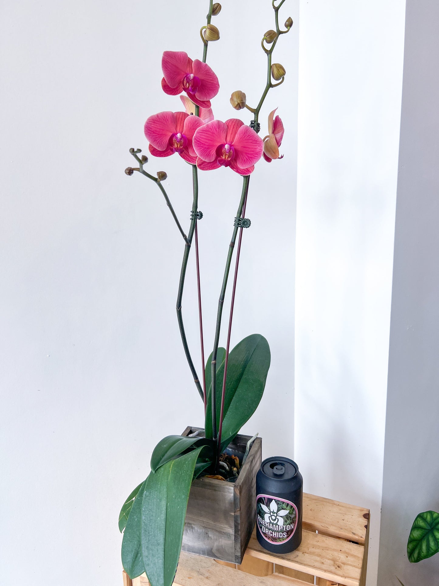 (Large) Best in Bloom Phalaenopsis