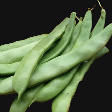 Italian Pole Bean