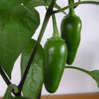 Jalapeño Pepper