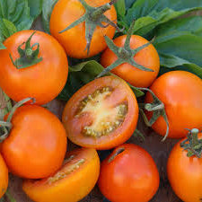 Jaune de Flamme Tomato