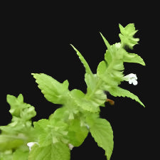 Lemon Balm