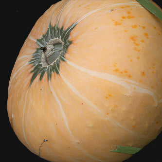 Lower Salmon River Squash