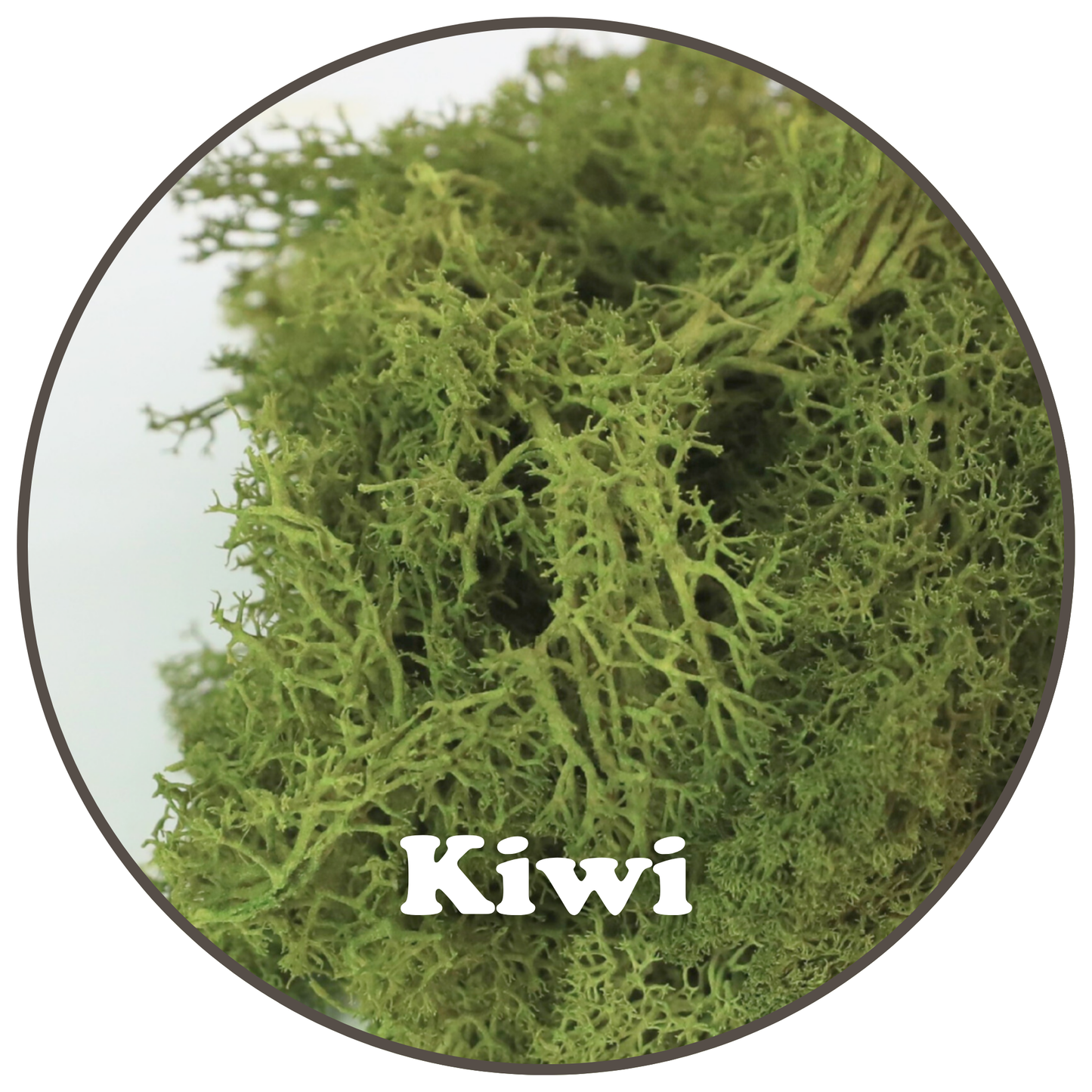 Premium Reindeer Moss Bag