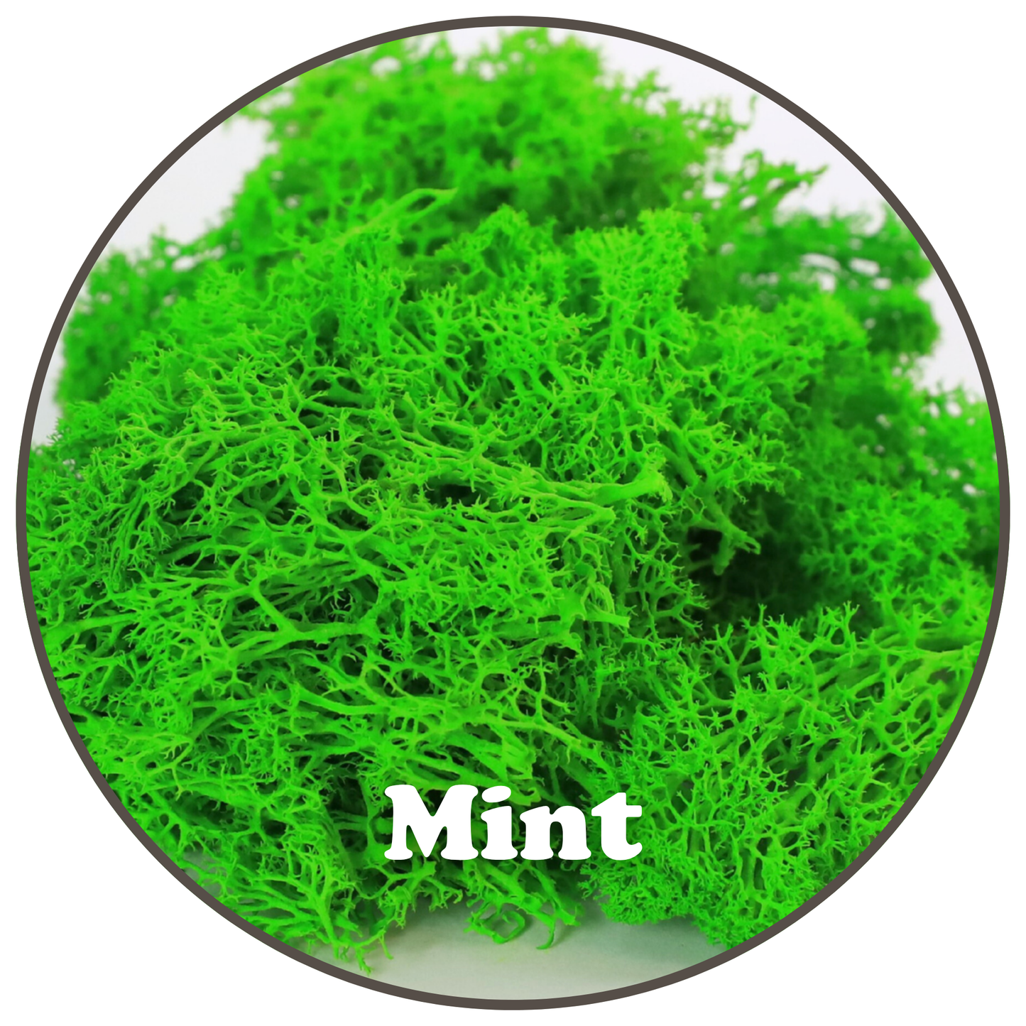 Premium Reindeer Moss Bag