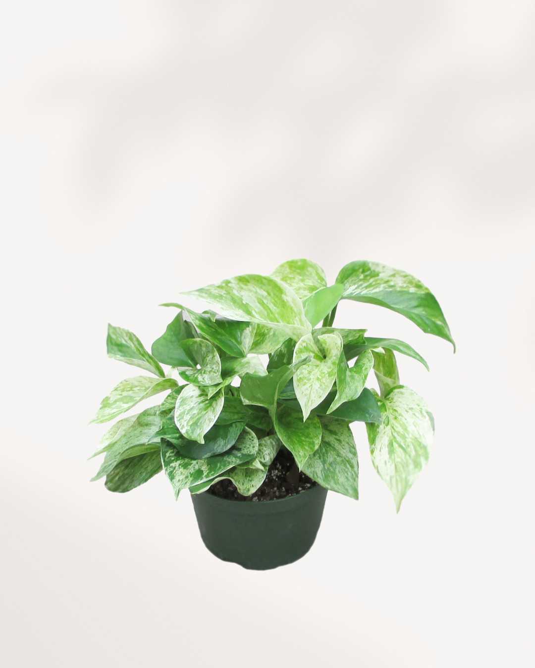 Marble Queen Pothos - Epipremnum Aureum Marble Queen