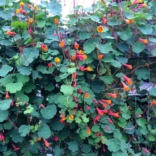 Mashua (Tuberous Nasturtium)