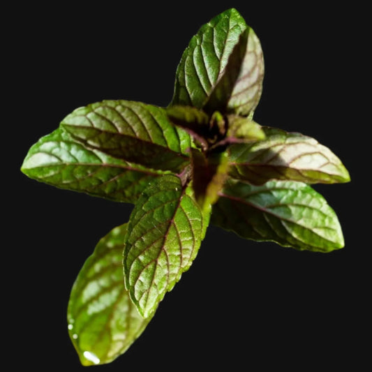 Chocolate Mint Rootstock