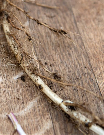 Medicinal Peppermint Rootstock