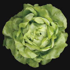 Butterhead Lettuce (Mirlo Lettuce)
