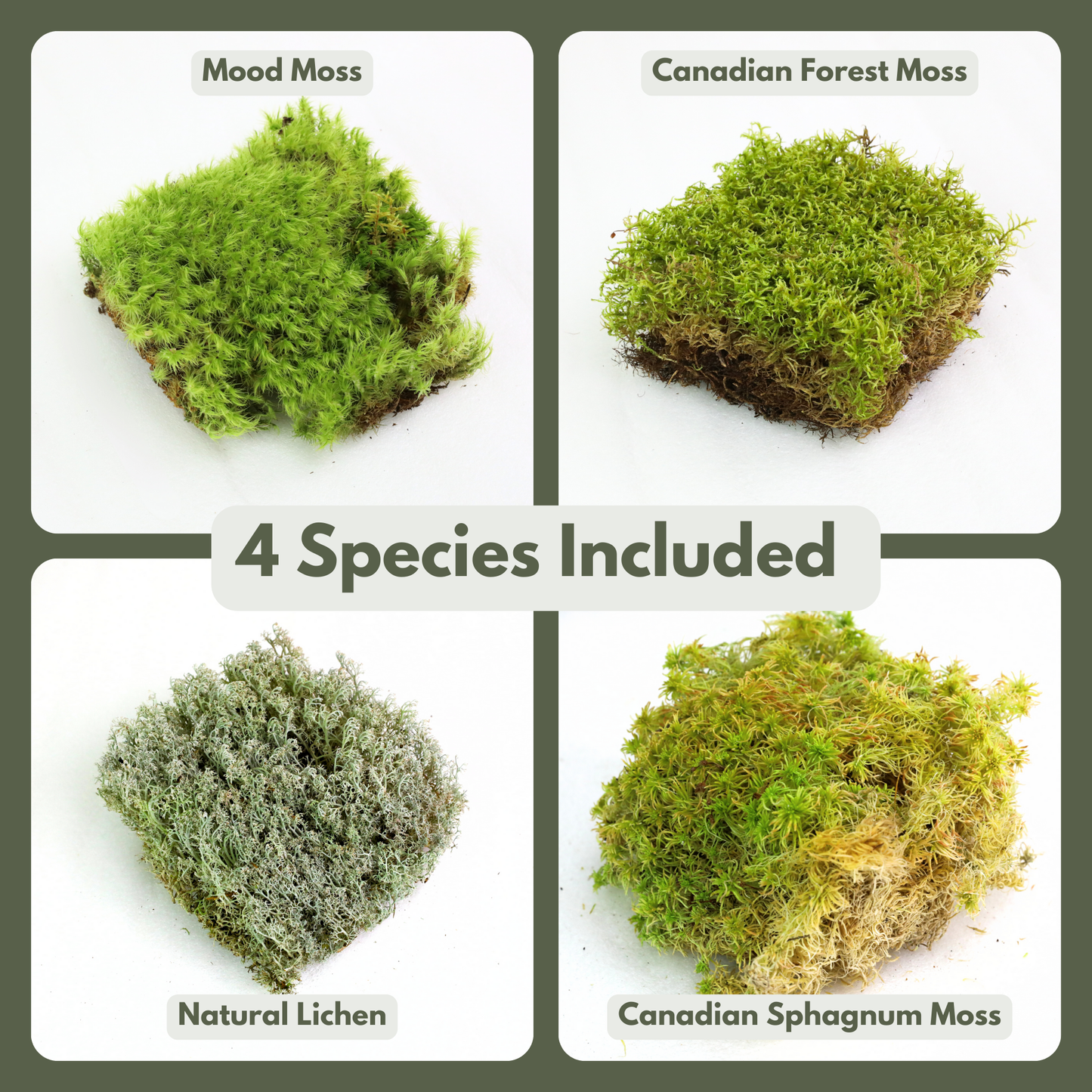 Revita-Moss Mixed Pack