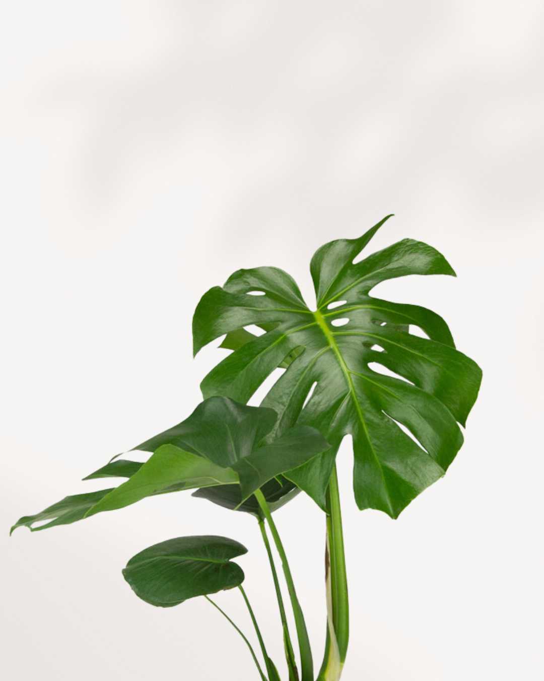 Monstera Deliciosa - Swiss Cheese Plant Deliciosa