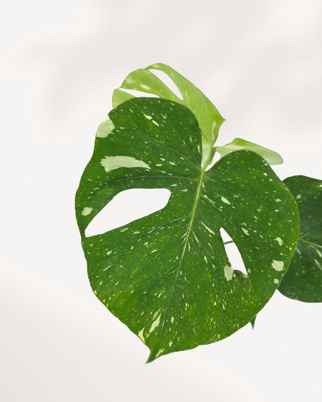 Monstera Thai Constellation