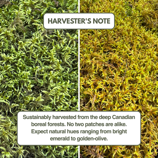 Natural Canadian Forest Moss - Revita-Moss™ (Pleurozium schreberi)