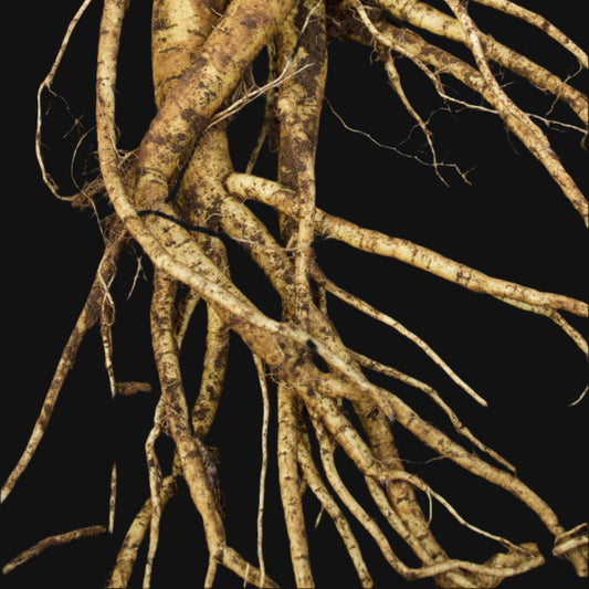 Motherwort Rootstock