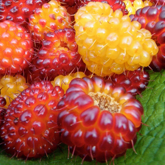 Salmonberry