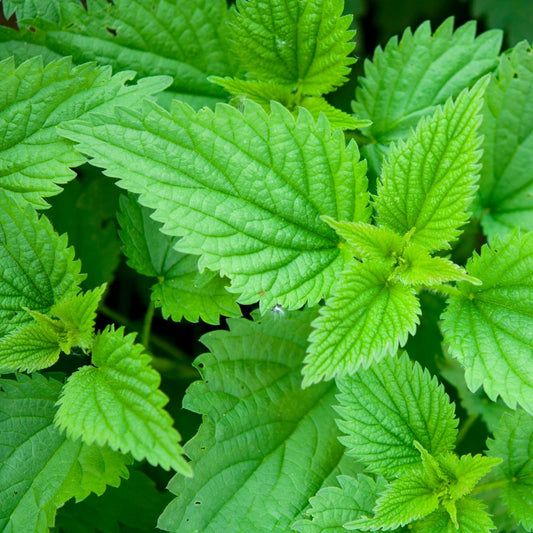 Stinging Nettle (Seeds)