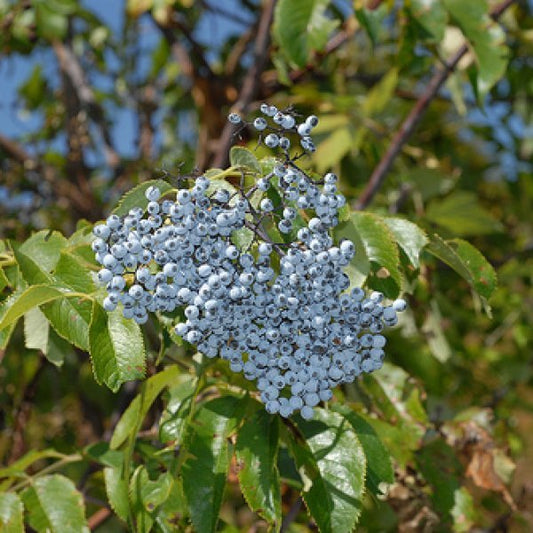 Native Blue Elderberry Cuttings