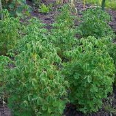 Oca (New Zealand Yam)