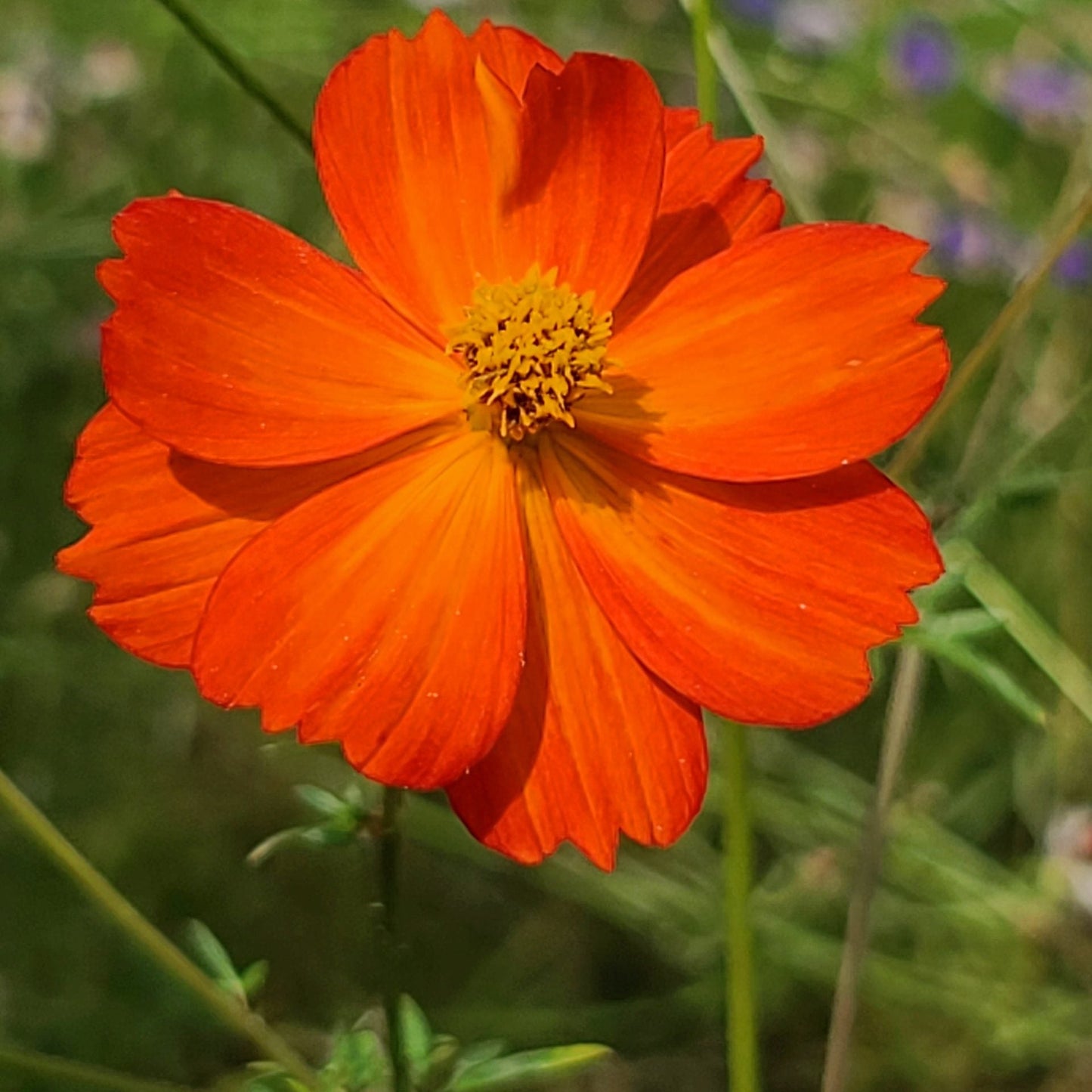 Orange Cosmos