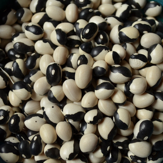 Orca Bush Bean