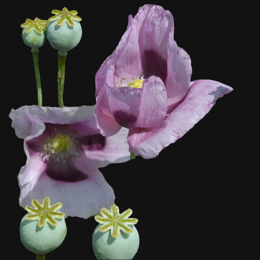 Ornamental Opium Poppy (Mixed Colour)