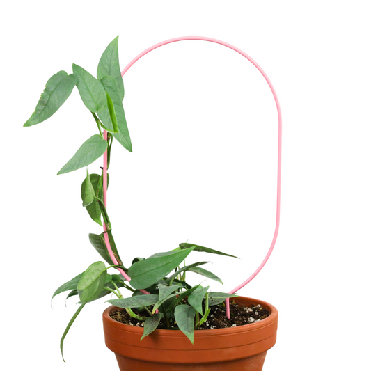 "Oval" Metal Trellis