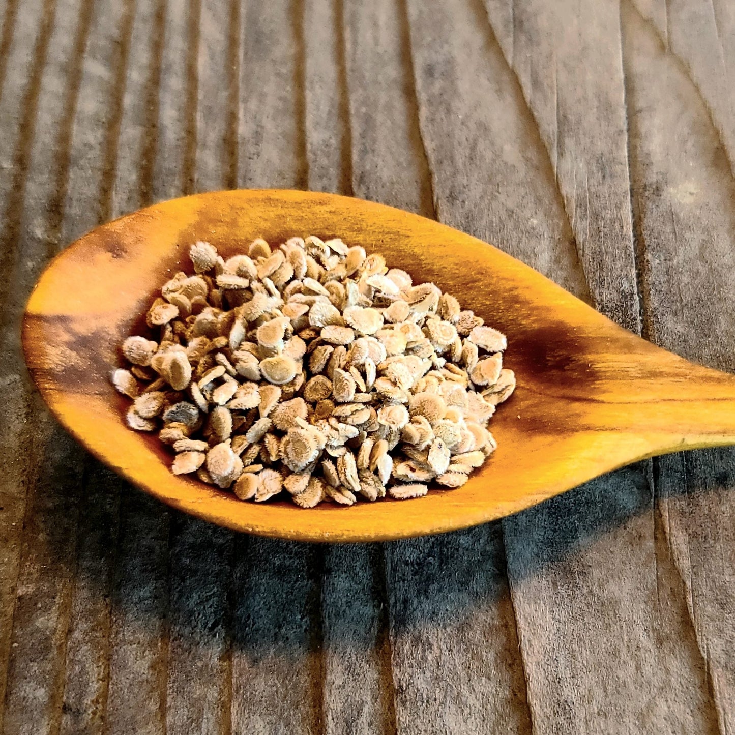 Maida's Kootenai Giant Tomato