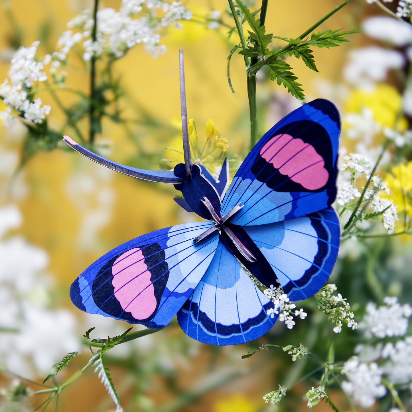 Peacock Butterfly