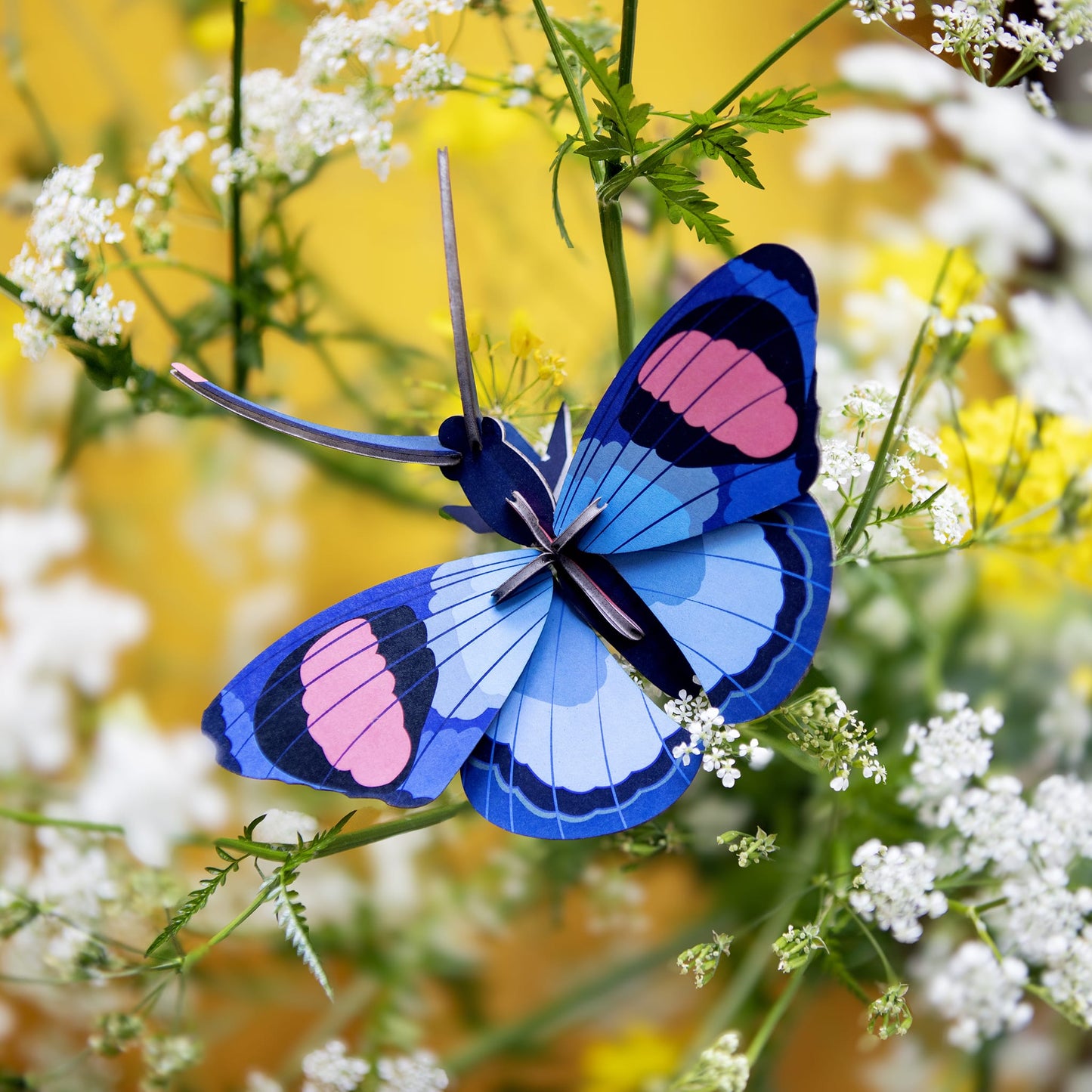 Peacock Butterfly